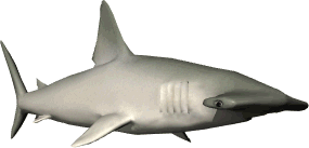 hammerhead