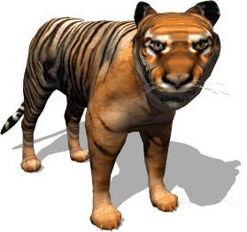 tiger